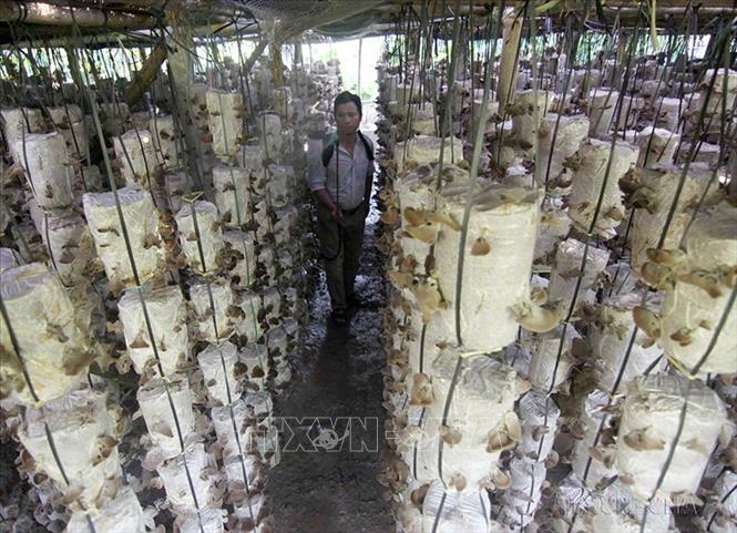 Chương trình xây dựng Nông thôn mới được triển khai mạnh mẽ, đồng bộ, hiệu quả; đời sống vật chất, tinh thần của người dân nông thôn được cải thiện, nâng cao. Trong ảnh: Trung tâm khuyến nông tỉnh Hà Nam triển khai nhiều đề án chuyển giao kỹ thuật cho các hộ nông dân. Ảnh: Vũ Sinh – TTXVN