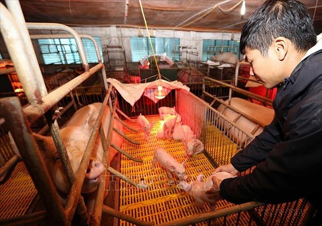 Đầu tư phát triển nuôi lợn theo đúng quy chuẩn thông thoáng, vệ sinh an toàn dịch bệnh ở xã Đồng Du, huyện Bình Lục, tỉnh Hà Nam. Ảnh: Trần Việt - TTXVN