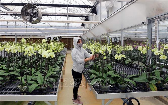 Sản xuất hoa lan trong nhà kính hình ứng dụng công nghệ cao tại Công ty cổ nông nghiệp công nghệ cao Phù Vân, thành phố Phủ Lý. Ảnh: Nguyễn Chinh - TTXVN