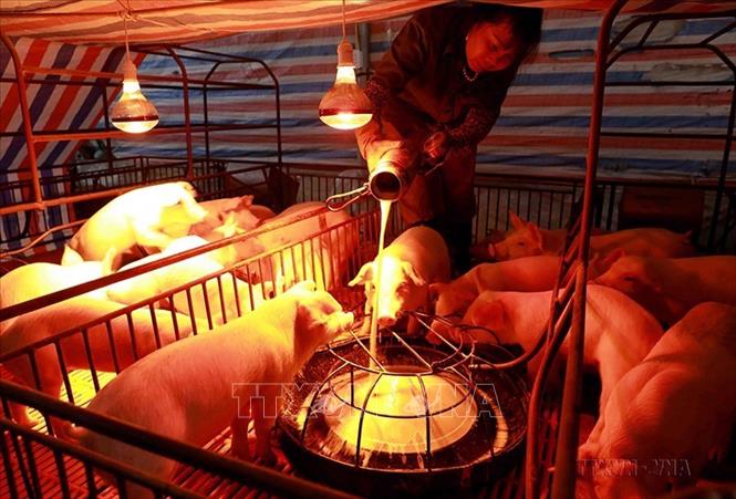 Trong chưa đầy 4 năm, tỷ lệ hộ nghèo giảm từ 23% xuống còn 11% (năm 2000); bình quân lương thực đạt 284kg/người, vượt chỉ tiêu đề ra. Trong ảnh: Chăm sóc đàn lợn giống tại trang trại gia đình ở xã Thanh Đình, thành phố Việt Trì, tỉnh Phú Thọ. Ảnh: Vũ Sinh - TTXVN