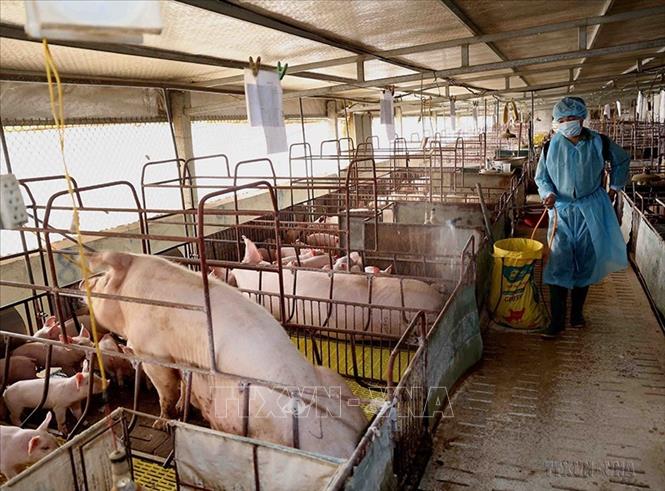Trong sản xuất nông nghiệp, tỉnh chỉ đạo đẩy mạnh ứng dụng khoa học công nghệ vào sản xuất. Trong ảnh: Nhân viên thú y phun thuốc khử trùng môi trường khu chăn nuôi lợn quy mô trang trại ở xã Tiên kiên, huyện Lâm Thao, tỉnh Phú Thọ. Ảnh: Vũ Sinh - TTXVN