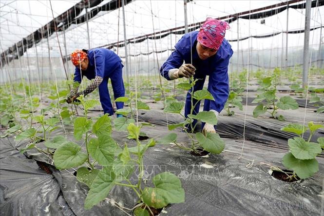 Trong sản xuất nông nghiệp, tỉnh đẩy mạnh ứng dụng khoa học công nghệ vào sản xuất, đầu tư thâm canh, tăng vụ. Trong ảnh: Hộ nông dân xã Hương Nộn, huyện Tam Nông, tỉnh Phú Thọ đầu tư xây dựng nhà lưới để sản xuất các loại rau, củ, quả an toàn theo tiêu chuẩn VietGap trong nhà kính công nghệ cao của Israel, hiệu quả kinh tế gấp 10 lần so với sản xuất thông thường. Ảnh: Vũ Sinh - TTXVN