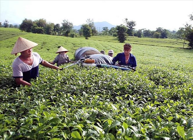 Theo quy hoạch phát triển sản xuất chè đến năm 2020, định hướng đến năm 2030, Phú Thọ sản xuất tập trung quy mô lớn gắn với chế biến, áp dụng tiến bộ khoa học kỹ thuật trồng giống chè mới có năng suất, chất lượng cao, sản xuất theo quy trình Vietgap, nâng cao chất lượng chè, hướng mạnh sang thị trường xuất khẩu. Ảnh: Vũ Sinh – TTXVN