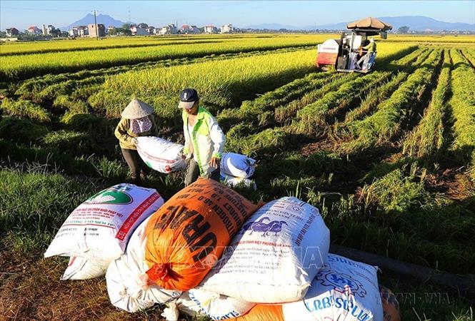 Trong sản xuất nông nghiệp, tỉnh chỉ đạo đẩy mạnh ứng dụng khoa học công nghệ vào sản xuất, đầu tư thâm canh, tăng vụ, đưa vào đồng ruộng nhiều giống lúa lai năng suất cao. Trong ảnh: Nông dân xã Vĩnh Lại, huyện Lâm Thao, tỉnh Phú Thọ thu hoạch lúa chiêm xuân. Ảnh: Trung Kiên - TTXVN