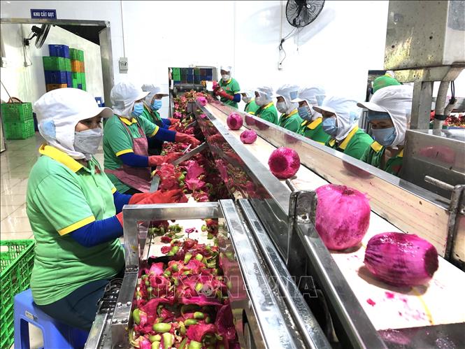Trong ảnh: Quy trình sản xuất rất nghiêm ngặt từ khâu nhập nguyên liệu cho đến chế biến thanh long tại Công ty. Ảnh: Nguyễn Văn Việt-TTXVN