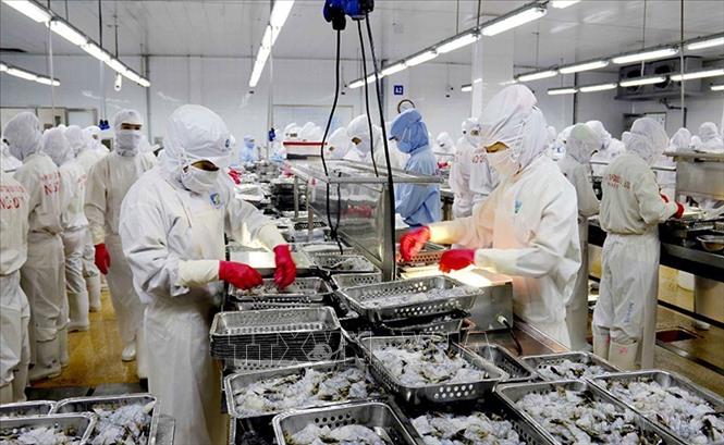Chế biến tôm xuất khẩu tại Công ty Cổ phần Tập đoàn Thủy sản Minh Phú (phường 8, thành phố Cà Mau). Ảnh: Kim Há - TTXVN