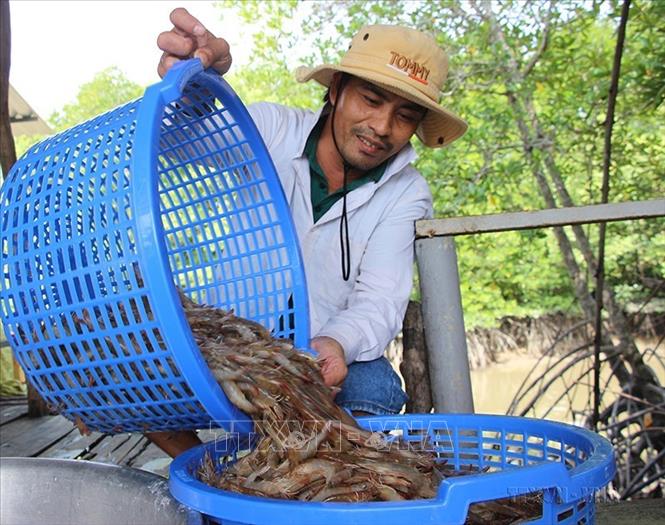 Sản lượng nuôi trồng và khai thác thủy sản hằng năm của Cà Mau đạt trên 550.000 tấn, xuất khẩu sang hơn 50 nước và vùng lãnh thổ trên thế giới. Ảnh: Huỳnh Anh - TTXVN