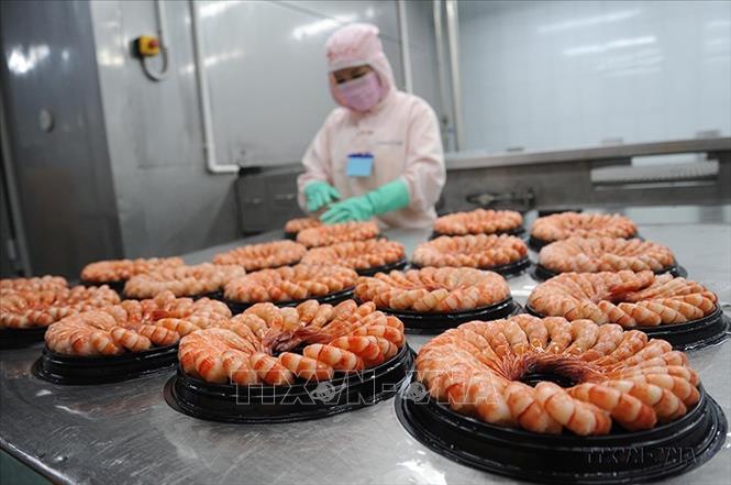 Hằng năm, kinh tế biển của Cà Mau đóng góp khoảng 55% GRDP; là tỉnh đứng đầu cả nước có số lượng nhà máy chế biến thủy sản và kim ngạch xuất khẩu mặt hàng tôm. Ảnh: Huỳnh Anh - TTXVN