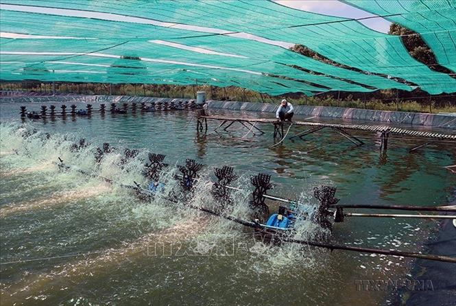 Sản lượng nuôi trồng và khai thác thủy sản hằng năm của Cà Mau đạt trên 550.000 tấn, xuất khẩu sang hơn 50 nước và vùng lãnh thổ trên thế giới, kim ngạch xuất khẩu hằng năm đạt trên 1 tỉ USD. ảnh: Nuôi tôm siêu thâm canh ở xã Tân Trung, huyện Đầm Dơi. Ảnh: Kim Há-TTXVN