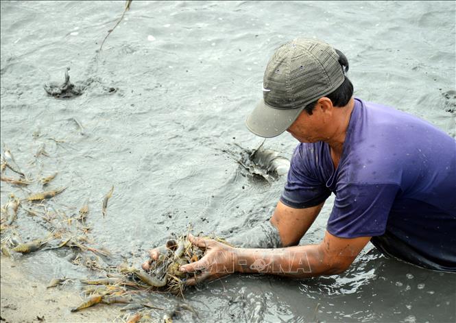 Photo: A farmer harvests giant river prawns in Thoi Binh district, Ca Mau province. VNA Photo: Huỳnh Anh