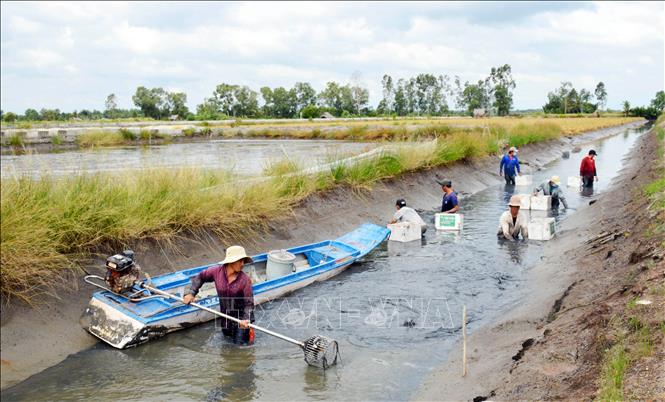 Photo: Thoi Binh District’s farmer Nguyen Van Nguyen and his family members harvest giant river prawns. VNA Photo: Huỳnh Anh