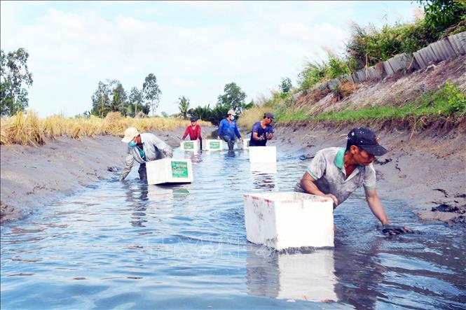Photo: Thoi Binh District’s farmers harvest giant river prawns. VNA Photo: Huỳnh Anh