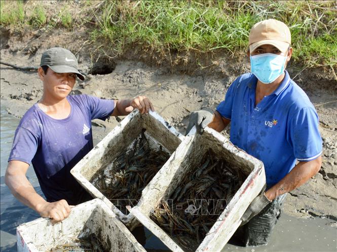 Photo: Thoi Binh District’s farmers harvest giant river prawns. VNA Photo: Huỳnh Anh