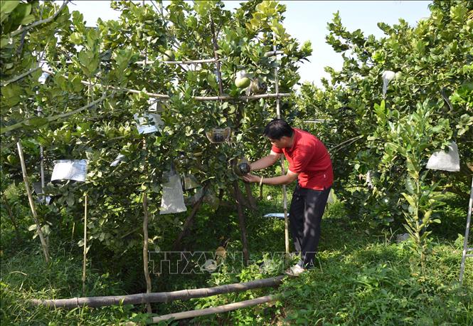 Trong ảnh: Anh Nguyễn Văn Hoàng chăm sóc vườn bưởi tạo hình, khắc chữ phục vụ thị trường Tết Nguyên đán Nâm Dần 2022. Ảnh: Nhựt An - TTXVN