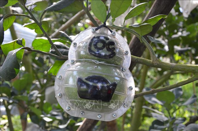 Trong ảnh: Mỗi cặp bưởi tạo hình, khắc chữ có giá hơn 1 triệu đồng. Ảnh: Nhựt An - TTXVN