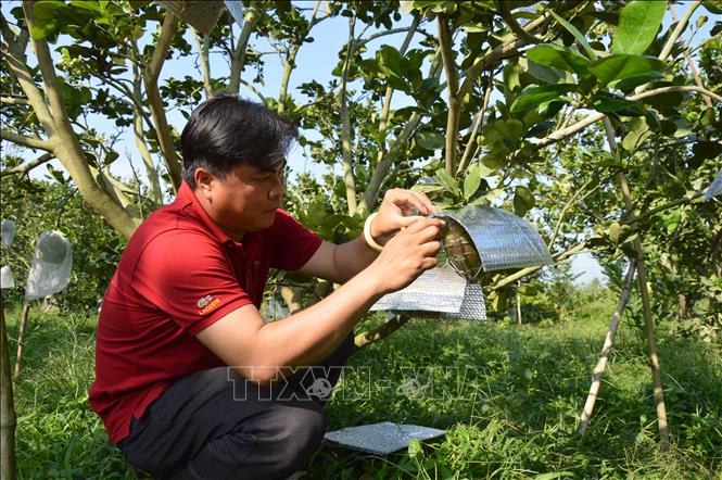 Trong ảnh: Mỗi quả bưởi tạo hình, khắc chữ đều phải được che kín để tránh bị rám nắng. Ảnh: Nhựt An - TTXVN