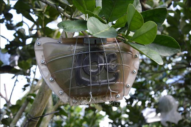 Trong ảnh: Quả bưởi được tạo hình thỏi vàng và có chữ “lộc” của anh Nguyễn Văn Hoàng. Ảnh: Nhựt An - TTXVN