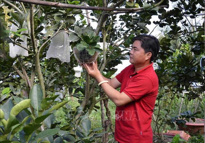 Trong ảnh: Anh Nguyễn Văn Hoàng với những quả bưởi tạo hình, khắc chữ phục vụ thị trường Tết Nguyên đán Nhâm Dần 2022. Ảnh: Nhựt An - TTXVN