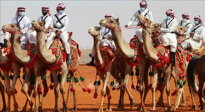 Trong ảnh: Cưỡi lạc đà diễu hành tại  Lễ hội Lạc đà lần thứ sáu ở Rumah, Saudi Arabia, ngày 8/1/2022. Ảnh: AFP/TTXVN