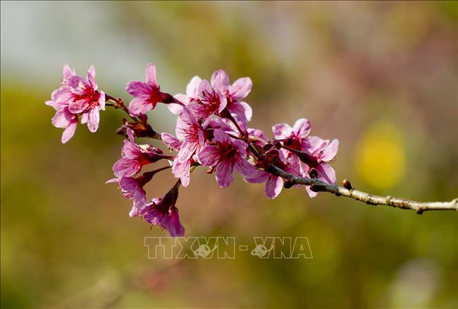 Photo: Forest peaches have pale pink petals that turn a dark purple in the center. VNA Photo: Xuân Tư