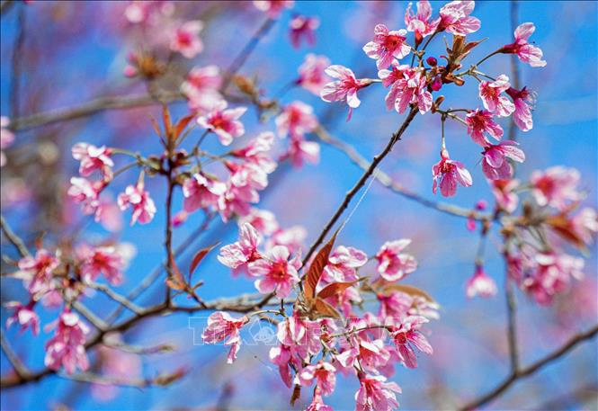Photo: Forest peaches have pale pink petals that turn a dark purple in the center. VNA Photo: Xuân Tư