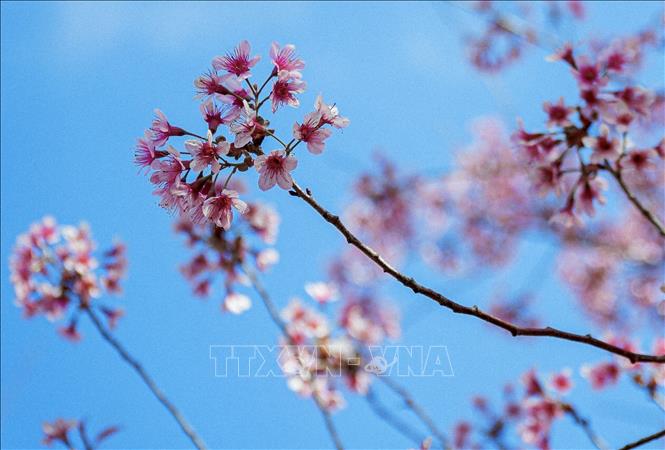 Photo: Forest peaches have pale pink petals that turn a dark purple in the center. VNA Photo: Xuân Tư