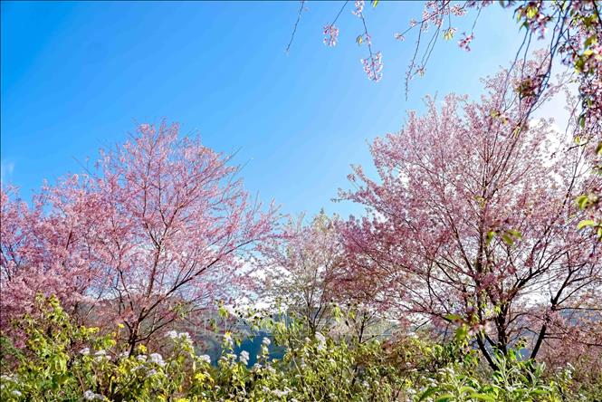 Photo: The wild peach blossoms. VNA Photo: Xuân Tư