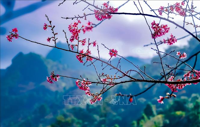 Photo: The wild peach blossoms. VNA Photo: Xuân Tư