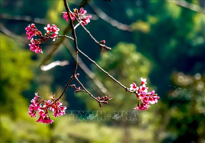 Photo: Today peach blossom is a 