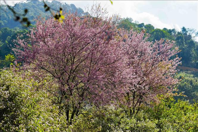 Photo: The pink flowers embellish the wild mountains and forests. VNA Photo: Xuân Tư