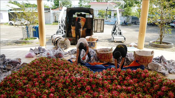 Trong ảnh: Hỗ trợ tiêu thụ 5 tấn thanh long ruột đỏ cho nông dân. Ảnh: Ánh Tuyết - TTXVN