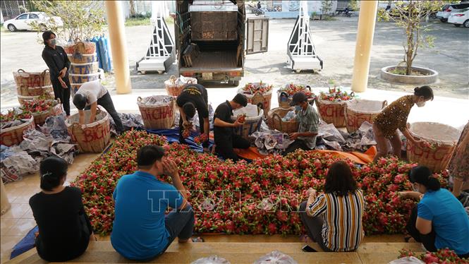 Trong ảnh: Hỗ trợ tiêu thụ 5 tấn thanh long ruột đỏ cho nông dân. Ảnh: Ánh Tuyết - TTXVN
