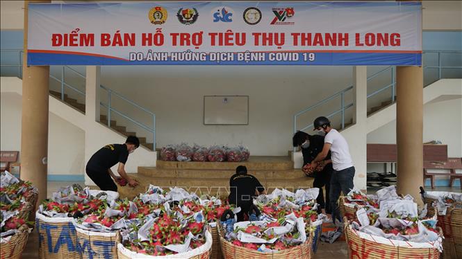 Trong ảnh: Hỗ trợ tiêu thụ 5 tấn thanh long ruột đỏ cho nông dân. Ảnh: Ánh Tuyết - TTXVN
