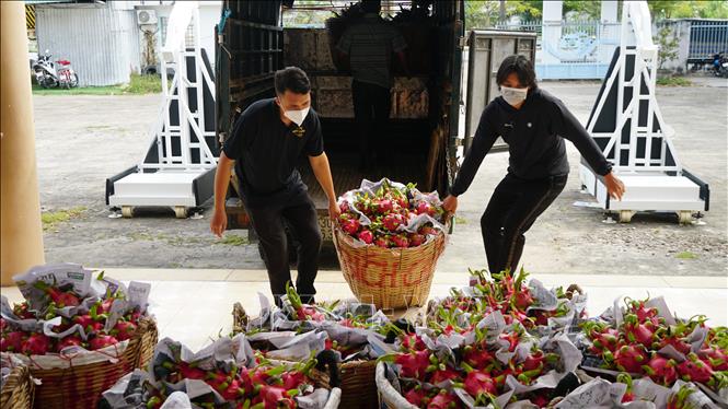 Trong ảnh: Hỗ trợ tiêu thụ 5 tấn thanh long ruột đỏ cho nông dân. Ảnh: Ánh Tuyết - TTXVN