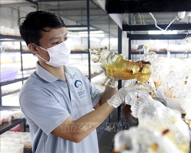 Trong ảnh: Anh Trương Quang Ninh đang kiểm tra chất lượng rượu đông trùng hạ thảo chứa trong bình có biểu tượng linh vật của năm trước khi tung ra thị trường Tết. Ảnh: Lê Ngọc Phước-TTXVN

