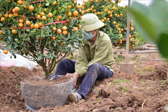 Trong ảnh: Buộc bầu quất trước khi vận chuyển để quất không bị vỡ. Ảnh: Công Luật - TTXVN
