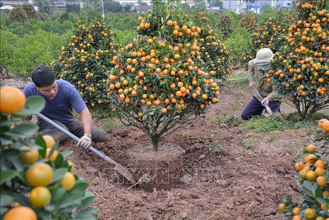 Trong ảnh: Người dân xã Nam Phong, thành phố Nam Định đánh quất. Ảnh: Công Luật - TTXVN
