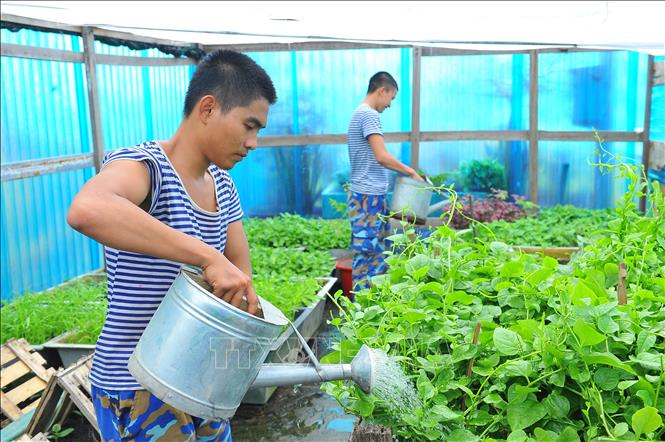 Trong ảnh: Chiến sĩ đảo Tốc Tan B chăm sóc và thu hoạch rau xanh của đơn vị. Ảnh: Minh Đức - TTXVN