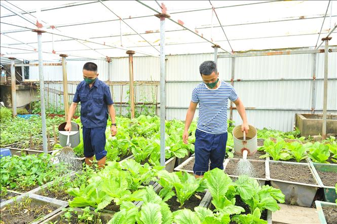 Trong ảnh: Bộ đội đảo An Bang tích cực, chủ động tăng gia sản xuất để nâng cao đời sống vật chất, tinh thần. Ảnh: Minh Đức - TTXVN