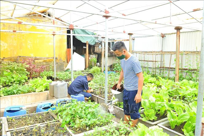 Trong ảnh: Bộ đội đảo An Bang chăm sóc rau xanh. Ảnh: Minh Đức - TTXVN