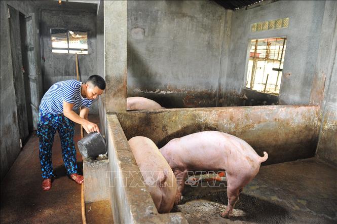 Trong ảnh: Bên cạnh những vườn rau xanh, chiến sĩ đảo Phan Vinh A còn nuôi lợn để tạo nguồn thực phẩm tươi sống. Ảnh: Minh Đức - TTXVN

