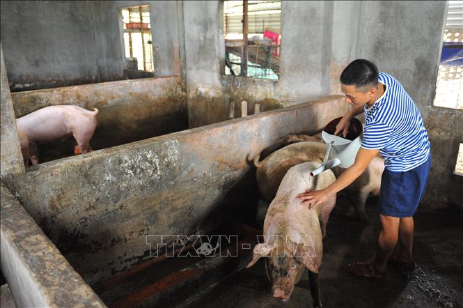Trong ảnh: Bên cạnh những vườn rau xanh, chiến sĩ đảo Phan Vinh A còn nuôi lợn để tạo nguồn thực phẩm tươi sống. Ảnh: Minh Đức - TTXVN

