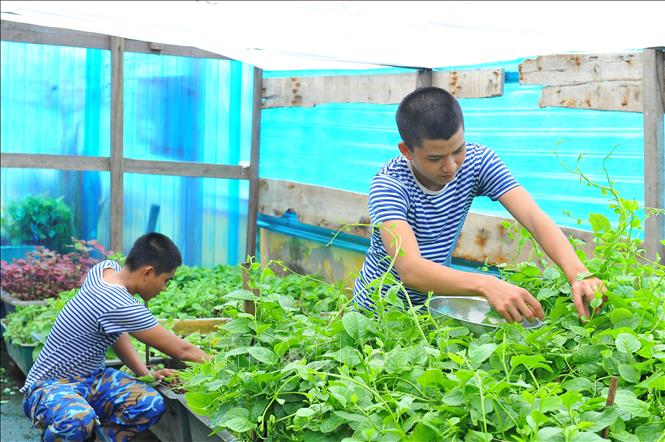 Trong ảnh: Chiến sĩ đảo Tốc Tan B chăm sóc và thu hoạch rau xanh của đơn vị. Ảnh: Minh Đức - TTXVN