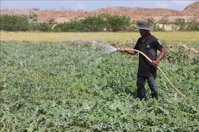 Trong ảnh: Nông dân huyện Mỹ Tú (Sóc Trăng) chăm sóc cho dưa hấu vụ Tết. Ảnh: Chanh Đa - TTXVN