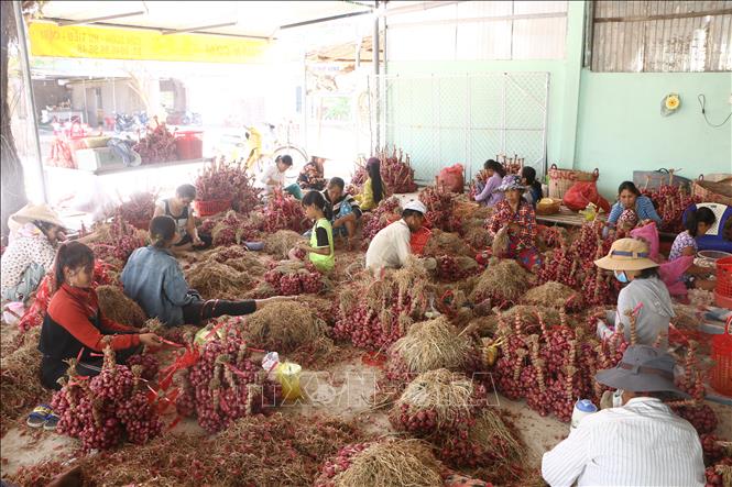 Trong ảnh: Phân loại hành tím Vĩnh Châu. Ảnh: Chanh Đa - TTXVN