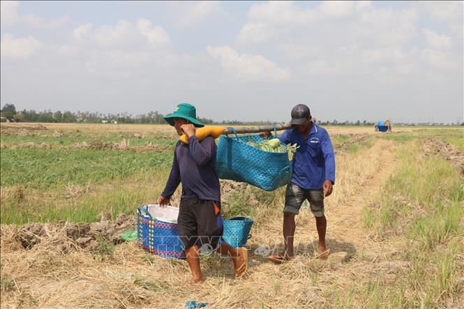 Trong ảnh: Nông dân Sóc Trăng thu hoạch dưa hấu. Ảnh: Chanh Đa - TTXVN