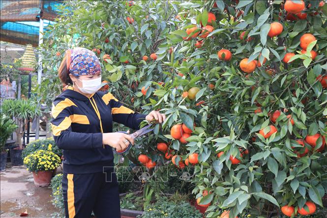 Trong ảnh: Các chủ vườn hoa, cây cảnh sẵn sàng cung ứng cho thị trường Tết. Ảnh: Thái Hùng - TTXVN