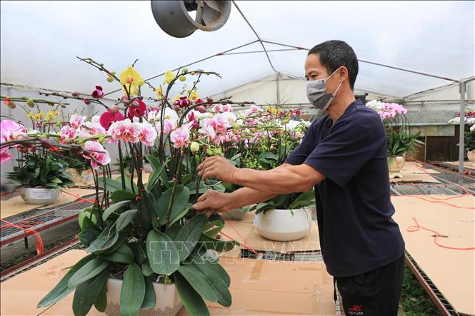 Trong ảnh: Vườn lan Hồ điệp của chị Đỗ Thị Mơ, thôn Giới Tế, xã Phú Lâm (Tiên Du, Bắc Ninh) đã sẵn sàng cung ứng cho khách hàng dịp Tết. Ảnh: Thái Hùng - TTXVN