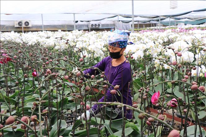 Trong ảnh: Vườn lan Hồ điệp của chị Đỗ Thị Mơ, thôn Giới Tế, xã Phú Lâm (Tiên Du, Bắc Ninh) đã sẵn sàng cung ứng cho khách hàng dịp Tết. Ảnh: Thái Hùng - TTXVN