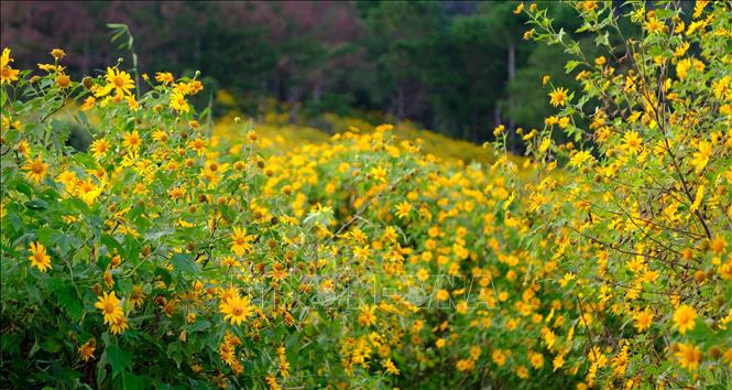 Photo: Da Quy flower (Wild Mexican sunflower) is the signature winter flower of Da Lat City. VNA Photo: Nguyễn Dũng 
